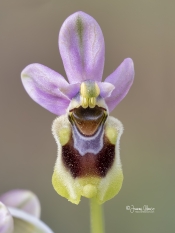 Ophrys Tenthredinifera