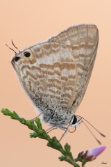 Canela estriada - Lampides boeticus